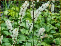 Actaea japonica &#39;Silver Dance&#39;