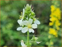 Agrimonia eupatoria &#39;Alba&#39;