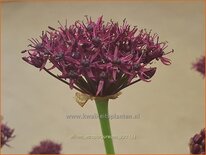 Allium atropurpureum