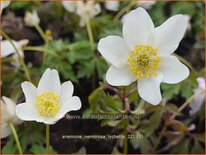 Anemone nemorosa &#39;Lychette&#39;