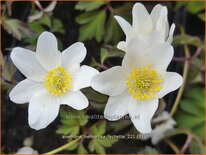 Anemone nemorosa &#39;Lychette&#39;