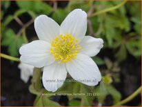 Anemone nemorosa &#39;Lychette&#39;