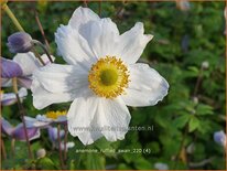 Anemone &#39;Ruffled Swan&#39;