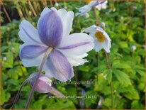 Anemone &#39;Ruffled Swan&#39;