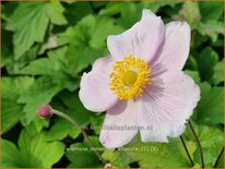 Anemone tomentosa &#39;Albadura&#39;