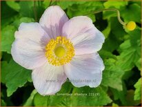 Anemone tomentosa &#39;Albadura&#39;