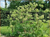 Angelica archangelica