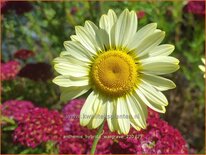 Anthemis hybrida &#39;Wargrave&#39;