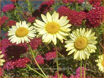 Anthemis hybrida &#39;Wargrave&#39;