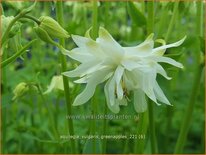 Aquilegia vulgaris &#39;Greenapples&#39;