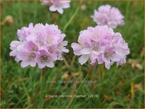 Armeria maritima &#39;Roschen&#39;