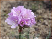 Armeria maritima &#39;Rosi&#39;