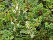 Aruncus aethusifolius &#39;Bronze&#39;