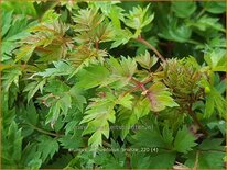 Aruncus aethusifolius &#39;Bronze&#39;