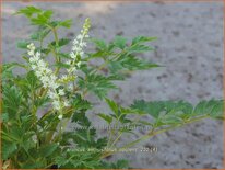 Aruncus aethusifolius &#39;Opulenz&#39;