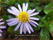 Aster ageratoides &#39;Adustus Nanus&#39;