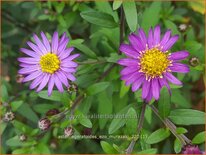 Aster ageratoides &#39;Ezo Murazaki&#39;