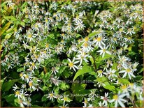 Aster divaricatus &#39;Tradescant&#39;