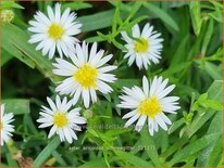 Aster ericoides &#39;Schneegitter&#39;