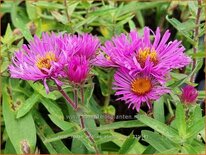 Aster novae-angliae &#39;Abendsonne&#39;