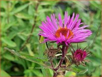 Aster novae-angliae &#39;Abendsonne&#39;