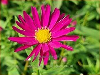 Aster novi-belgii &#39;Crimson Brocade&#39;