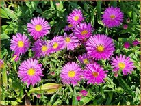 Aster novi-belgii &#39;Patricia Ballard&#39;