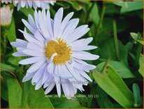 Aster novi-belgii &#39;Porzellan&#39;