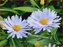 Aster novi-belgii &#39;Porzellan&#39;