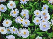 Aster novi-belgii &#39;Porzellan&#39;