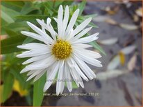 Aster novi-belgii &#39;Zauberspiel&#39;