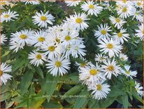 Aster novi-belgii &#39;Zauberspiel&#39;