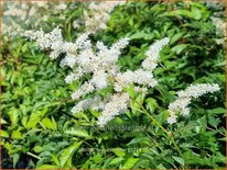 Astilbe &#39;Brautschleier&#39;