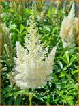 Astilbe &#39;Weiße Gloria&#39;