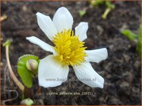 Caltha palustris &#39;Alba&#39;