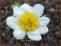 Caltha palustris &#39;Alba&#39;