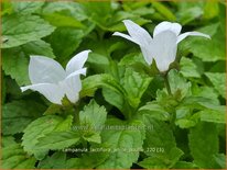 Campanula lactiflora &#39;White Pouffe&#39;