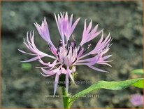 Centaurea montana &#39;Carnea&#39;