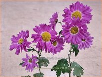 Chrysanthemum &#39;Corinna&#39;