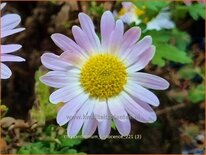 Chrysanthemum &#39;L&#39;Innocence&#39;