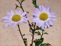 Chrysanthemum &#39;L&#39;Innocence&#39;