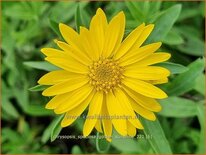 Chrysopsis speciosa &#39;Golden Sunshine&#39;