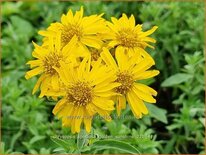 Chrysopsis speciosa &#39;Golden Sunshine&#39;