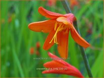 Crocosmia &#39;Fire King&#39;