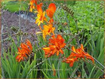 Crocosmia &#39;Firestars Scorchio&#39;