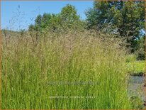 Deschampsia cespitosa