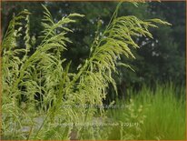 Deschampsia cespitosa &#39;Goldschleier&#39;