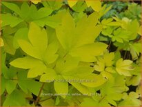 Dicentra spectabilis &#39;Yellow Leaf&#39;