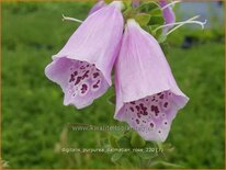 Digitalis purpurea &#39;Dalmatian Rose&#39;