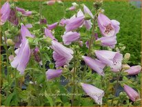 Digitalis purpurea &#39;Dalmatian Rose&#39;